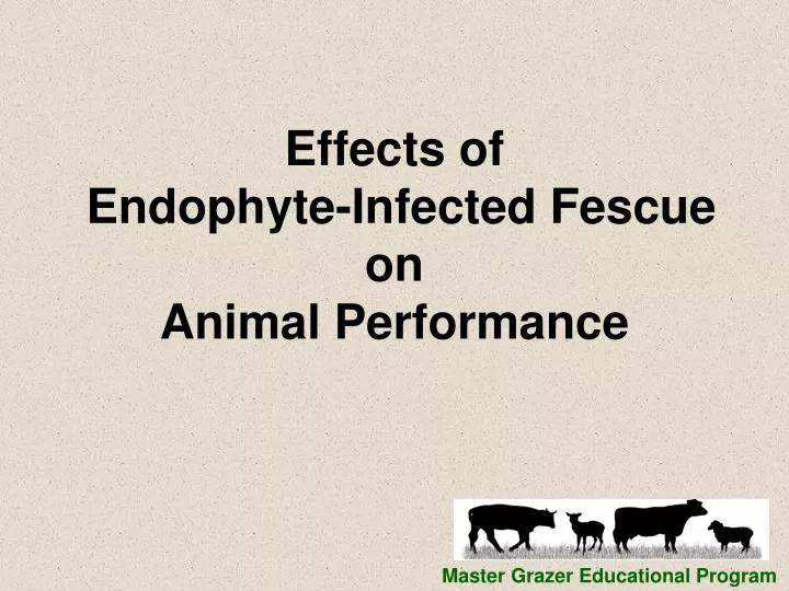 effects of endophyte infected fescue on animal performance