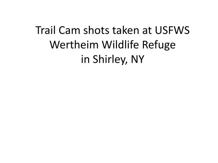 trail cam shots taken at usfws wertheim wildlife refuge in shirley ny