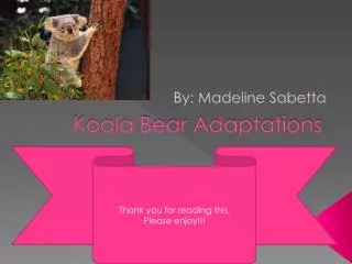 Koala Bear Adaptations