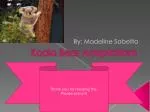 Koala Bear Adaptations - slide 1