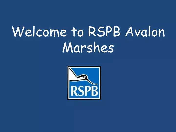 welcome to rspb avalon marshes