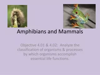 Amphibians and Mammals