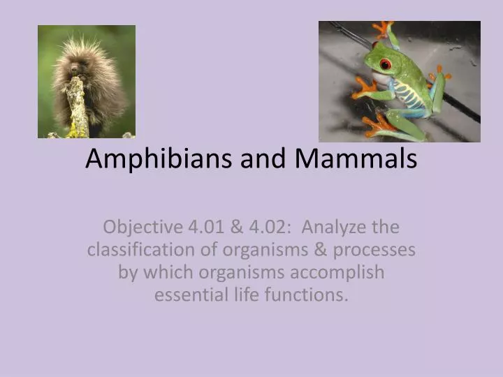 amphibians and mammals