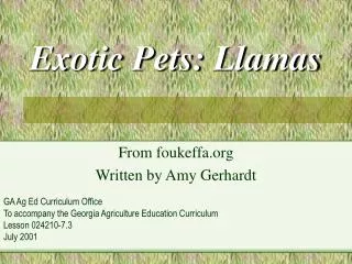 Exotic Pets: Llamas