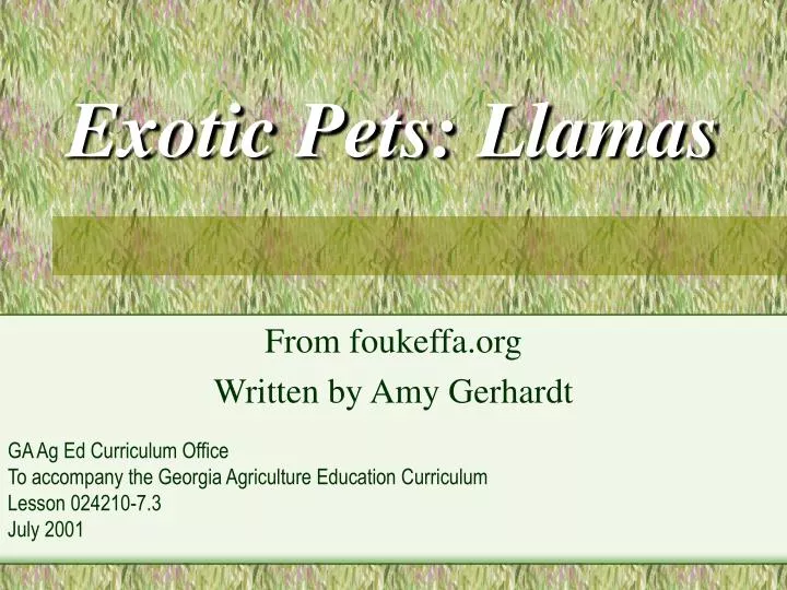 exotic pets llamas