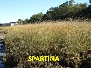 SPARTINA