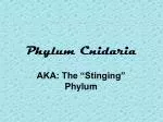 Phylum Cnidaria - slide 1