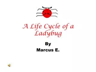 A Life Cycle of a Ladybug