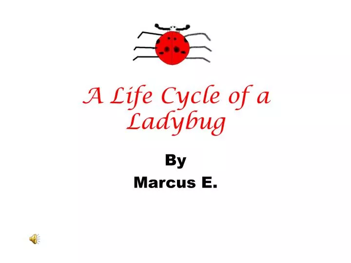 a life cycle of a ladybug