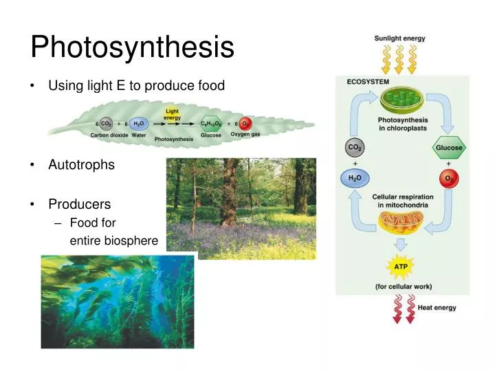 photosynthesis