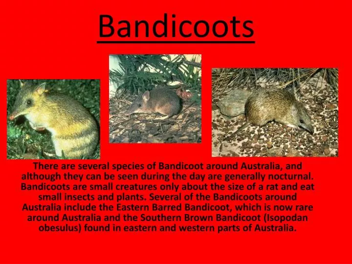 bandicoots