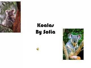 Koalas By S ofia