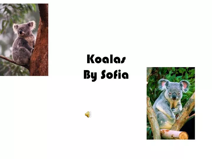 koalas by s ofia