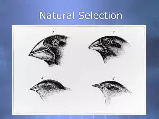 natural selection