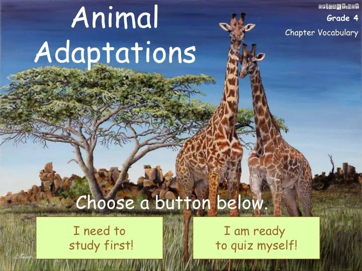 animal adaptations