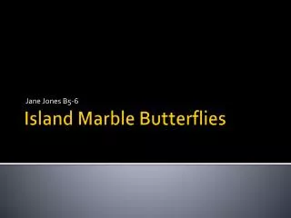 Island Marble Butterflies