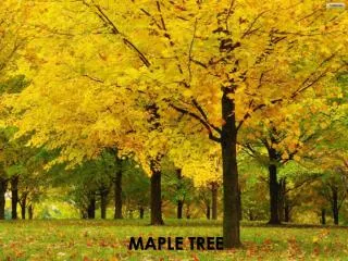 MAPLE TREE