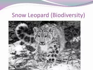 Snow Leopard (Biodiversity)