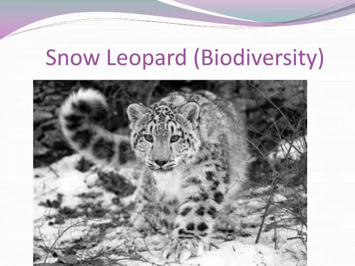 snow leopard biodiversity