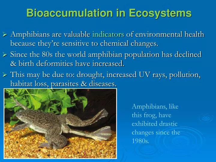 bioaccumulation in ecosystems