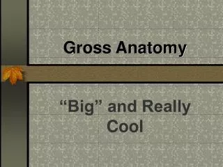 Gross Anatomy
