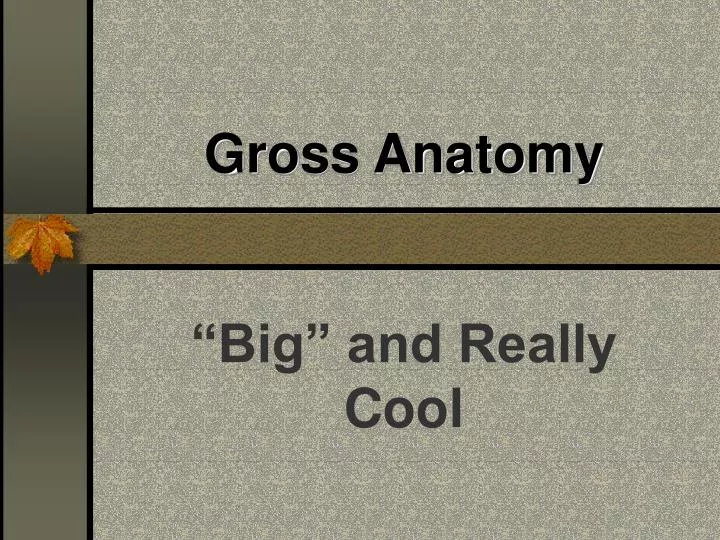 gross anatomy