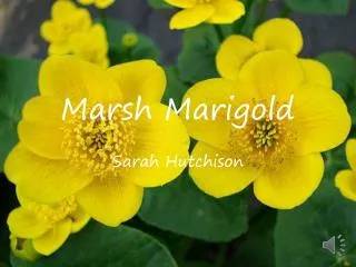 Marsh Marigold
