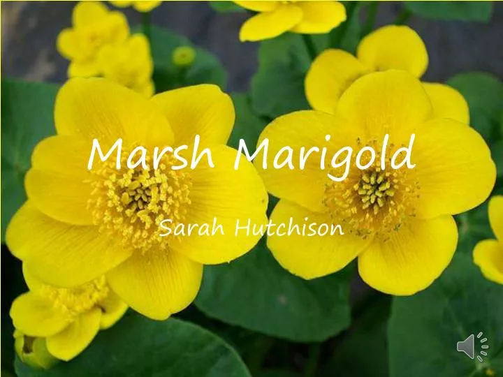 marsh marigold