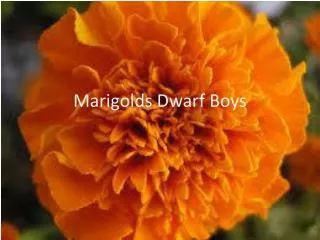 Marigolds Dwarf Boys