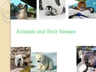 Animals and their biomes