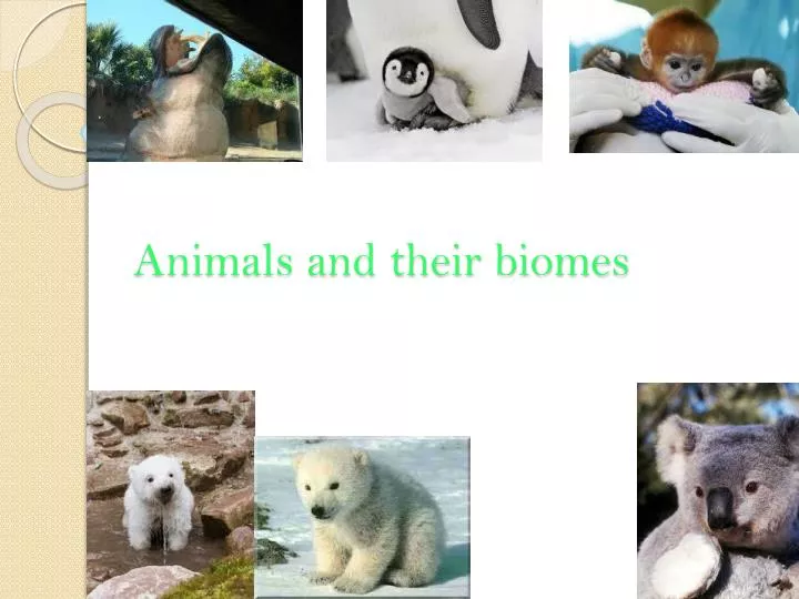 animals and their biomes