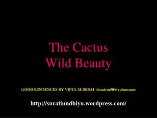 The Cactus Wild Beauty
