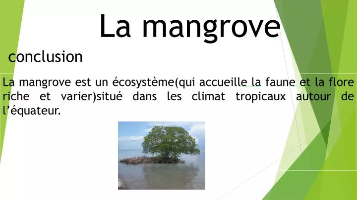la mangrove conclusion