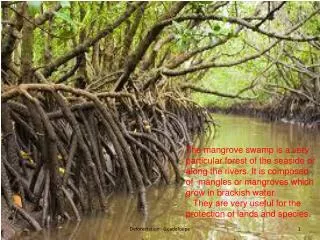 Mangrove swamp in jarry
