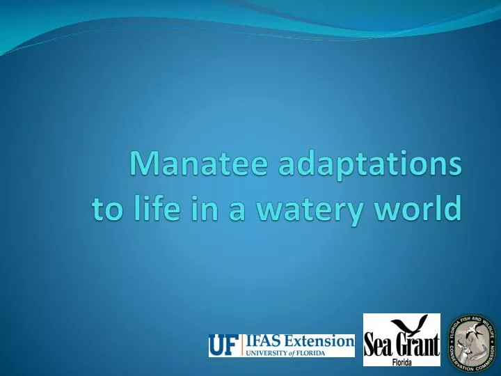 manatee adaptations to life in a watery world