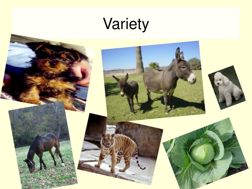 PPT - Variety PowerPoint Presentation, free download - ID:2695221