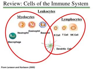 Review: Cells of the Immune System