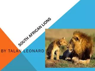 South African lions