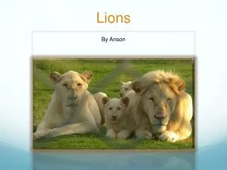 lions