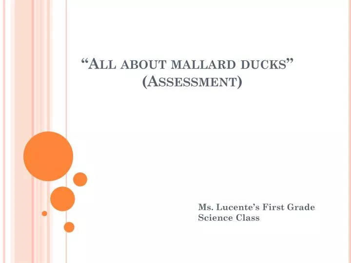 all about mallard ducks assessment