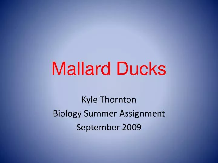 mallard ducks