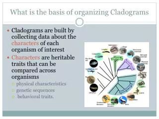 What is the basis of organizing Cladograms