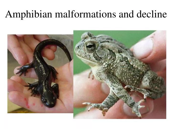 amphibian malformations and decline