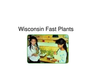 Wisconsin Fast Plants