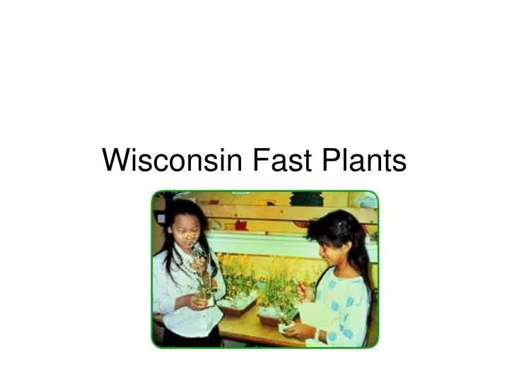 wisconsin fast plants