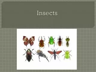 insects