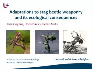 Adaptations to stag beetle weaponry and its ecological consequences