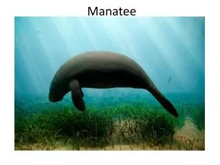 manatee