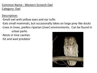 Common Name : Western Screech Owl Category: Owl Description: