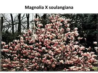 magnolia x soulangiana